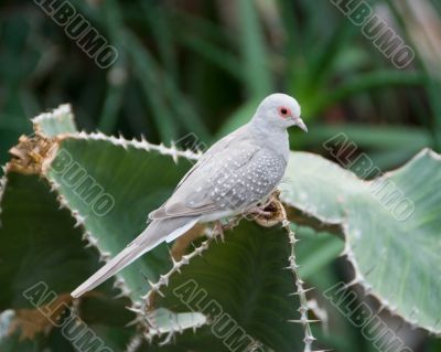 Desert dove in Vienna Zoo