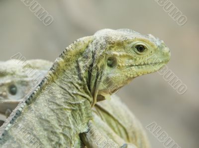 Iguana