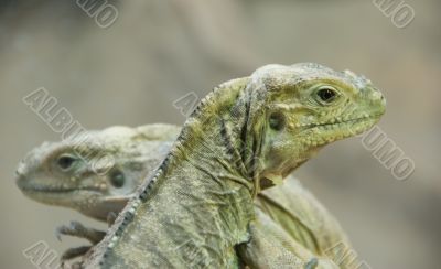 Two young iguanas