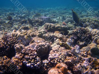 colorful coral