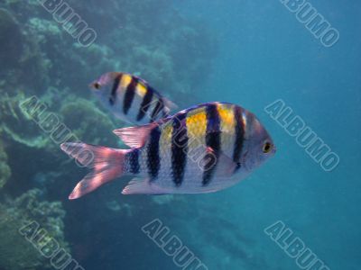striped fish