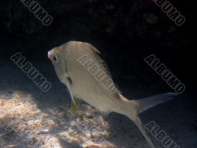 silver fish