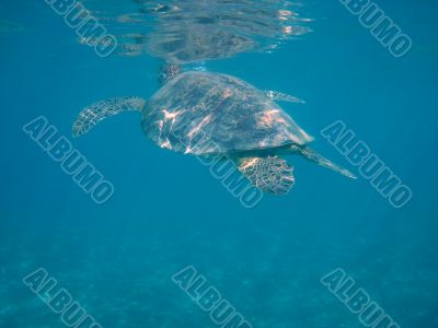 sea turtle