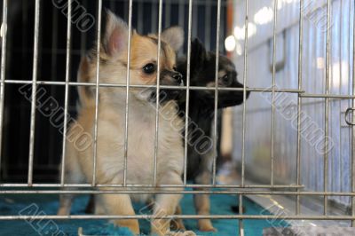puppies chihuahua in kennel