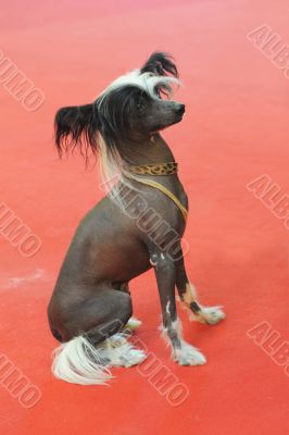 Chinese Crested Dog
