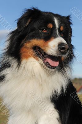 australian shepherd