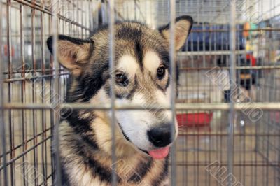 Alaskan Malamute in kennel