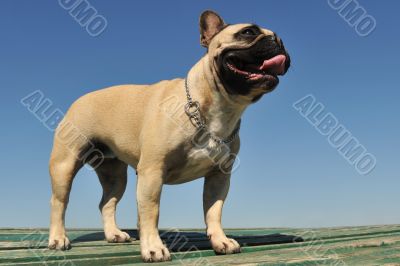 french bulldog 