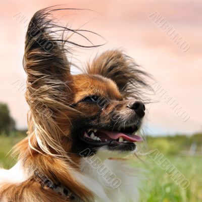 papillon dog