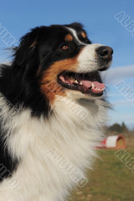 australian shepherd