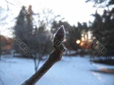 Frozen nipple and sunrise in winter forest