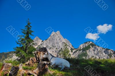 mountain goat