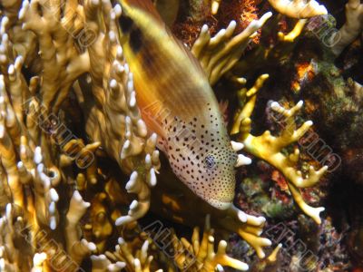 fish with lot of point