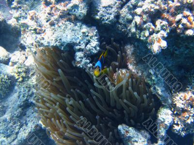 nemo fish