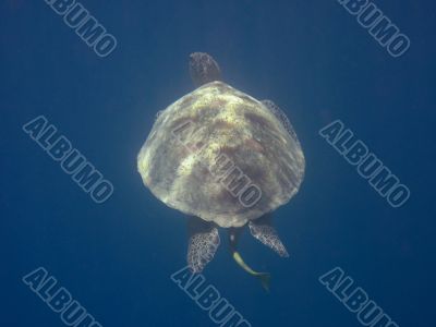 sea turtle