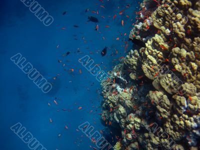 lot of red fish