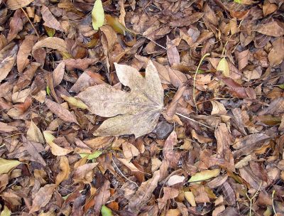 texture dry leaves