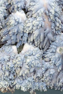 soft coral texture