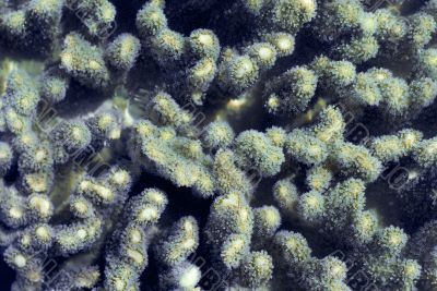 finger coral polyps