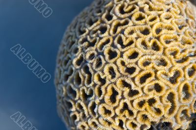Star coral Dichocoenia