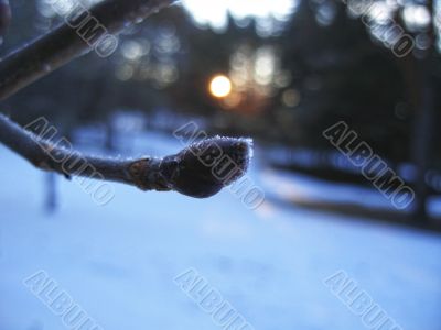 Frozen nipple and sunrise in winter forest