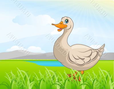 duck in the field