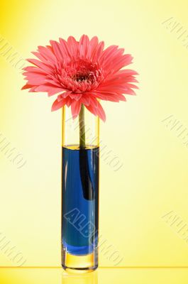 gerbera