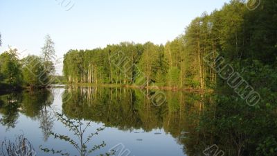 the forest near lake
