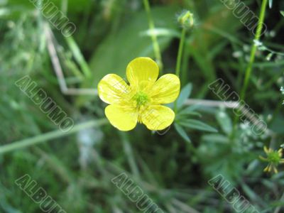 the lonely buttercup