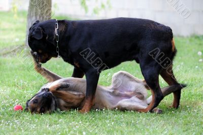 malinois and rottweiler