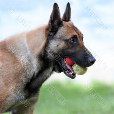 malinois and balls