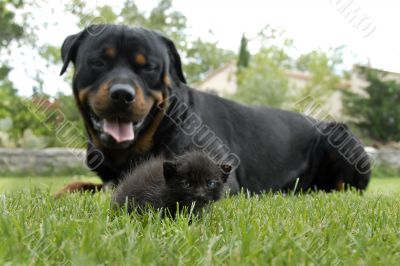  kitten and rottweiler