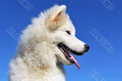 puppy samoyed dog