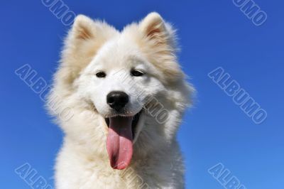 puppy samoyed dog