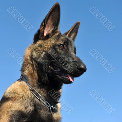 puppy malinois