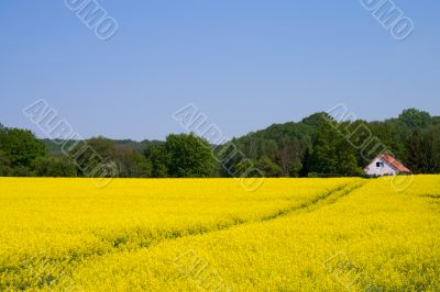 Rape Field