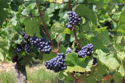 bunch of grapes
