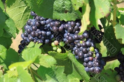 bunch of grapes