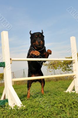 rottweiler in agility