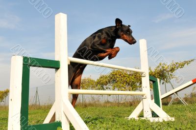 doberman in agility