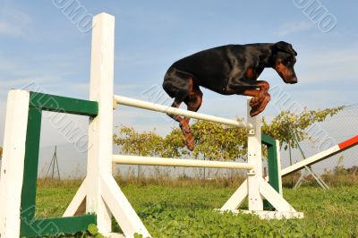 doberman in agility