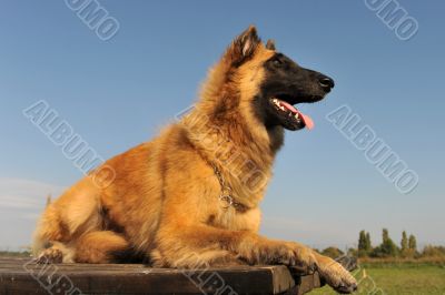 belgian shepherd tervueren