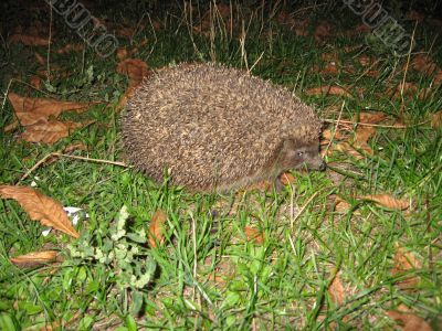 hedgehog