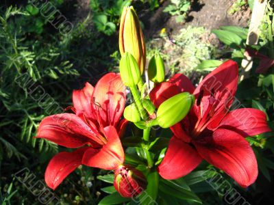 beautiful red lilies