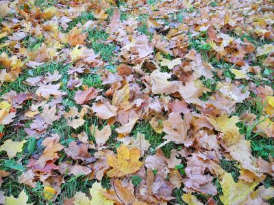 Carpet of leaves in autumn