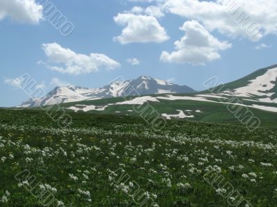 the Alpine meadows