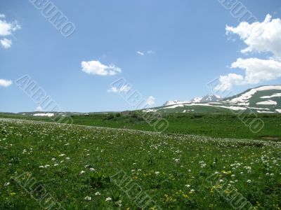 the Alpine meadows