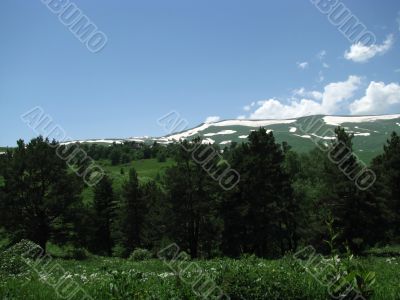the Alpine meadows