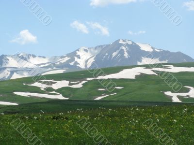 the Alpine meadows