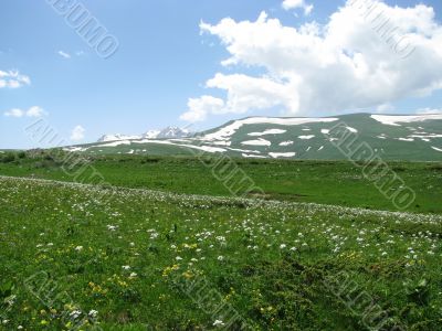 the Alpine meadows